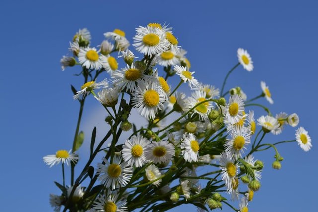 Chamomile Uses, Side Effects, & References